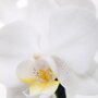 Orchidee 'Starlett Mini' (Phalaenopsis Multiflora) bloem